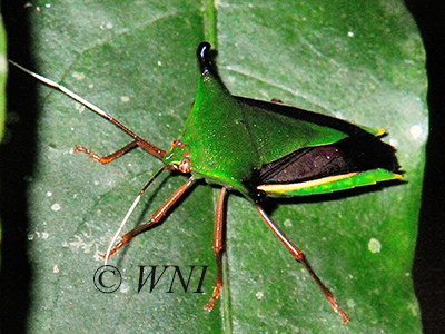 Edessa elaphus (Edessinae, Pentatomidae)